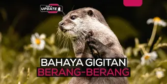 Fimela Update: Berang-berang